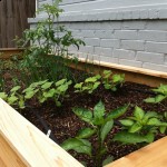 Garden Bed