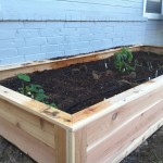 Raised_bed_front