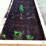 raised_bed