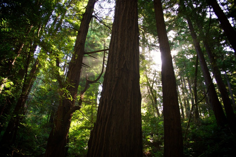 Muir Woods
