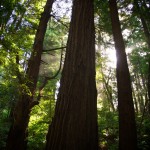 Muir Woods